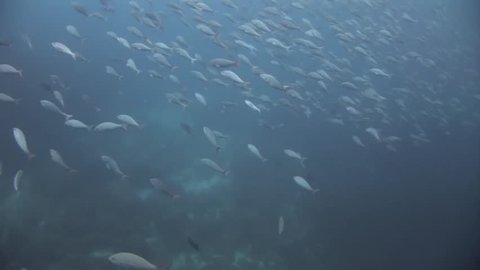 Scuba divers underwater on background of school fish in Galapagos. Unique unusual video footage. Abyssal relax diving. Natural aquarium of sea and ocean. Beautiful animals.