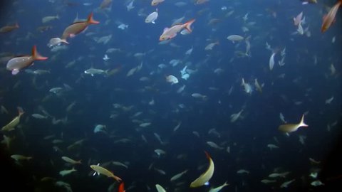 School of fish underwater in Galapagos. Unique unusual video footage. Unique beautiful video. Abyssal relax diving in world of wildlife. Natural aquarium of sea and ocean. Multicolor animals.