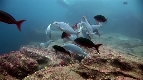 School of fish in Galapagos. Unique beautiful video. Abyssal relax diving in world of wildlife. Natural aquarium of sea and ocean. Multicolor animals.
