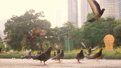 Frightened Pigeons Flying Away in City Park. HD 180p Slowmotion.