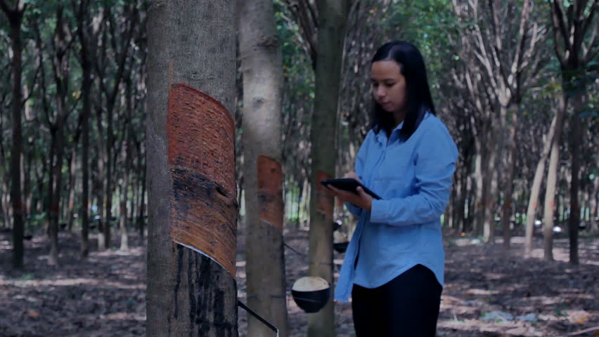 Young asian woman plant researcher is checking rubber trees and recording in digital tablet in the garden.