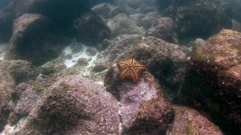 Starfish underwater on seabed in Galapagos. Unique beautiful video. Abyssal relax diving in world of wildlife. Natural aquarium of sea and ocean. Multicolor animals.