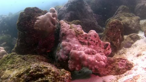 Seabed underwater in Galapagos. Unique beautiful video. Abyssal relax diving in world of wildlife. Natural aquarium of sea and ocean. Multicolor animals.