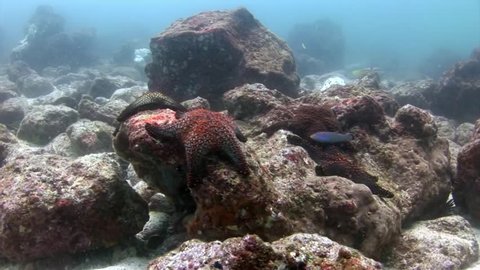 Starfish group on seabed in Galapagos. Unique beautiful video. Abyssal relax diving in world of wildlife. Natural aquarium of sea and ocean. Multicolor animals.