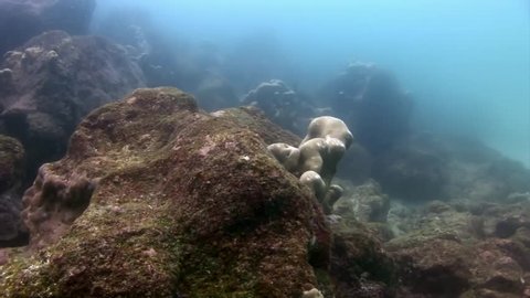 Seabed underwater in Galapagos. Unique beautiful video. Abyssal relax diving in world of wildlife. Natural aquarium of sea and ocean. Multicolor animals.