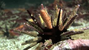 Black sea urchin on seabed of natural sea aquarium. Close up macro video. Amazing beautiful wildworld. Relax diving.