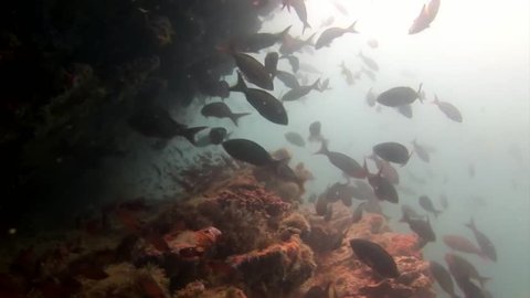 School of fish underwater in Galapagos. Unique beautiful video. Abyssal relax diving in world of wildlife. Natural aquarium of sea and ocean. Multicolor animals.