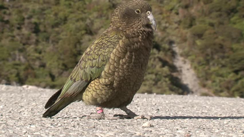 Milford, New Zealand. August 2012 The Kea is a uniquely intelligent and bold