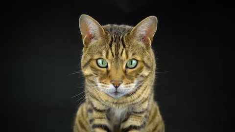 4K Bengal Cat on Black Background Looking at the Camera