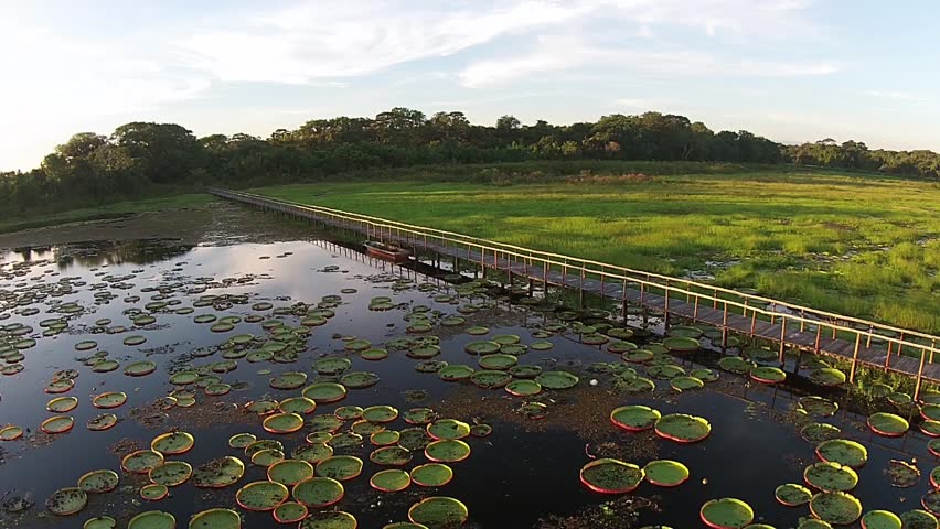 Victoria Regia/ PANTANAL MT, the largest water lily in the world