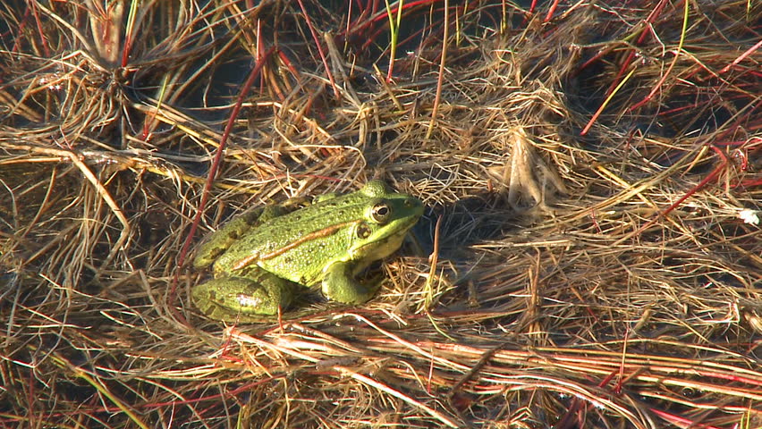 Frog in the water on pond