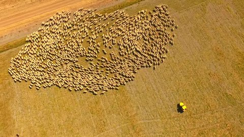 Aerial View of Large Sheep Herd Outback Australia