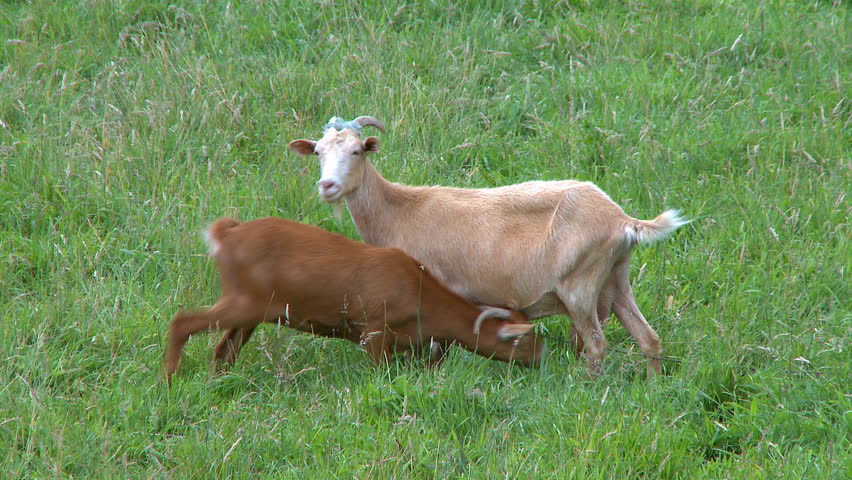 Young Goat Breastfeeding In The Stock Footage Video 100 Royalty Free 323974 Shutterstock