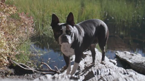 Old Boston Terrier Stock Video Footage 4k And Hd Video Clips Shutterstock