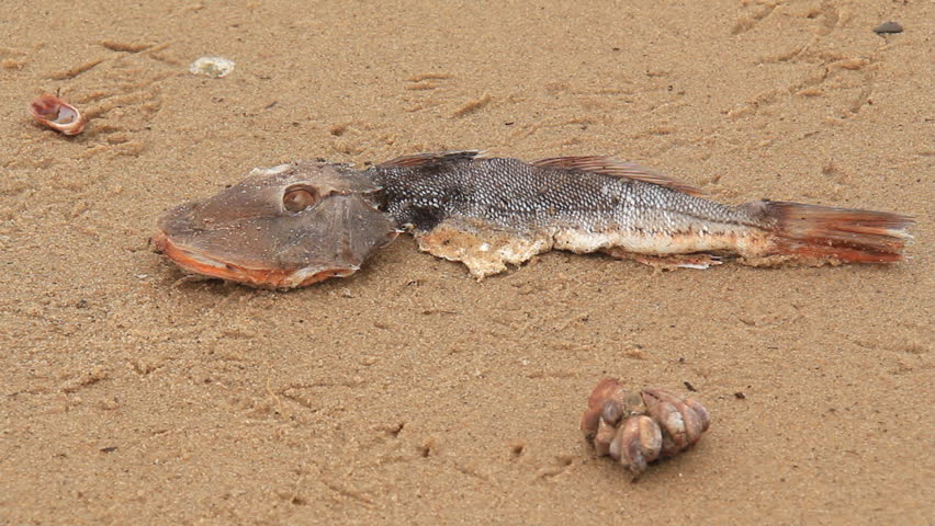 A dead, bloated fish laying on a beach and covered with flies.