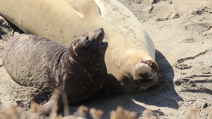 Elephant Seal Pup and Mother on a beach. Has an entertaining interaction.
