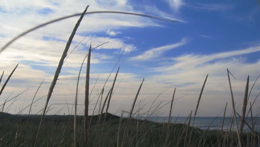 Looking through some local foliage onto the dunes and beach of Cape Cod,
