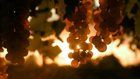 Ripe Vineyard Grapes. Grapes Vineyard Sunset. Tuscany, Italy. Italian Wineyard: Ripe Grapes On The Vine For Making White Wine.  Wine Grapes Harvest In Italy.  Italian Countryside Beautiful Vineyards.