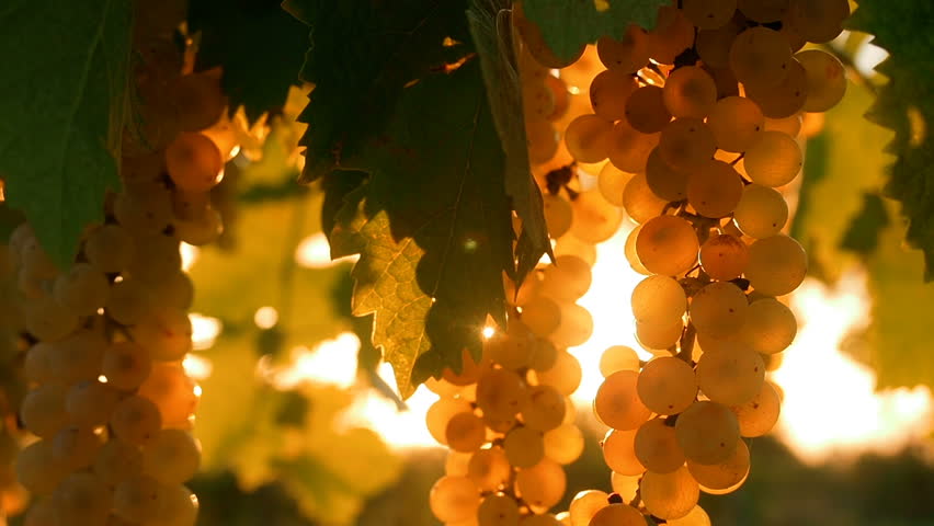 Ripe Vineyard Grapes. Grapes Vineyard Sunset. Tuscany, Italy. Italian Wineyard: Ripe Grapes On The Vine For Making White Wine.  Wine Grapes Harvest In Italy.  Italian Countryside Beautiful Vineyards.