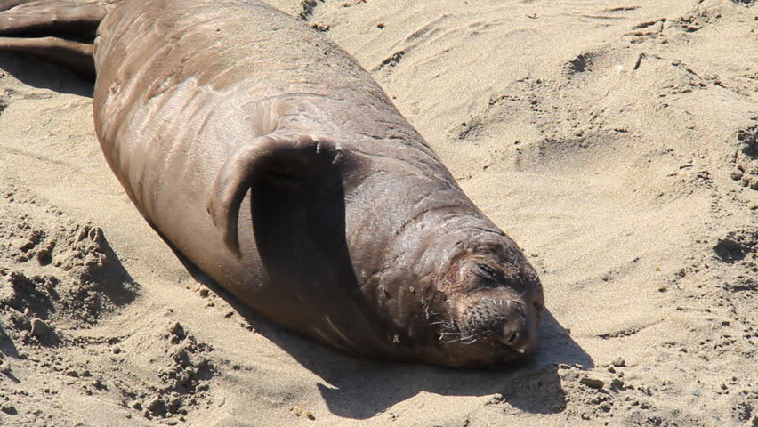 Young Northern elephant Seal pup sleeping and just being generally adorable on a