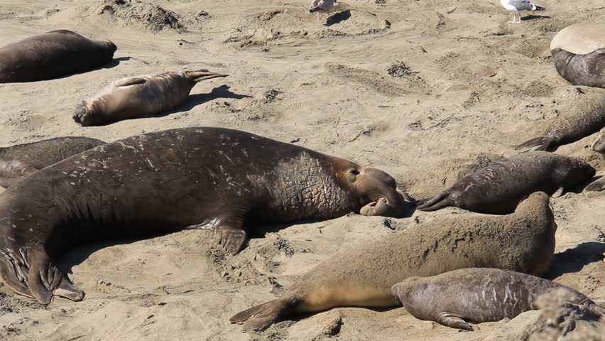 Elephant Seal Bulls, Pups and Mothers on a beach. Covering themselves in sand.