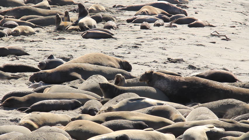 A colony of Northern Elephant Seals on a California beach.