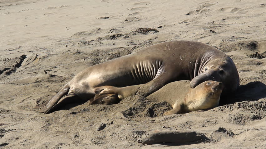 A mating pair of Elephant Seals on a California beach.