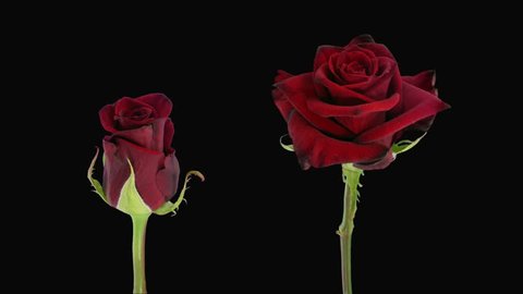 Time-lapse of opening and dying red Happy Hour roses 6d4 in RGB + ALPHA matte format isolated on black background
