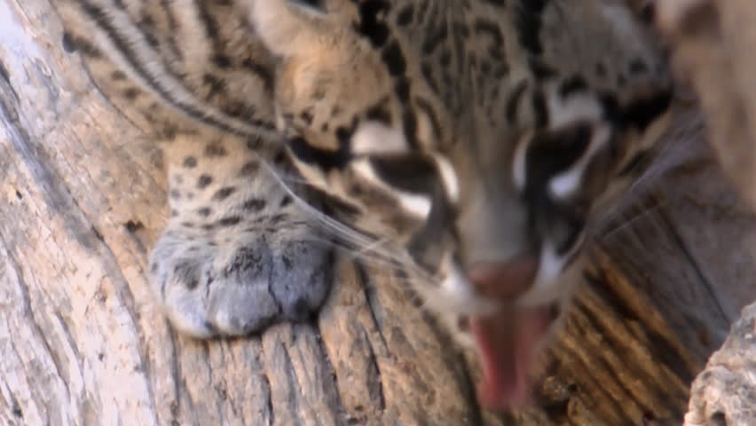 ocelot eats licks food off tree Stock Footage Video (100% Royalty-free