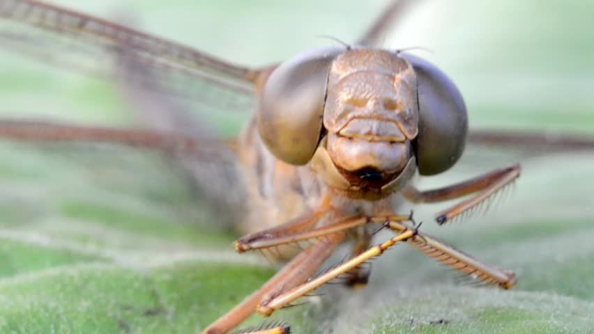 Macro of a dragonfly