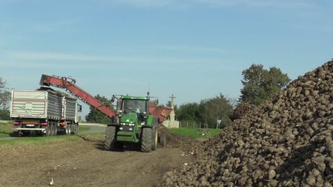 OLOMOUC, CZECH REPUBLIC, OCTOBER 20, 2017: Harvesting sugar fresh beet Beta vulgaris in the field, loading conical tubers ripe, Volvo loader from a large pile plus sorting and removal to the warehouse