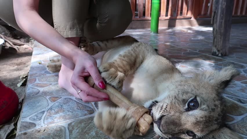 Playing with a small lion cub in Safari park