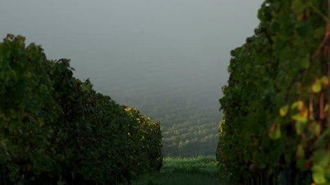 Vineyard landscape-Vineyard south west of France-Sauternes-Loupiac-Time lapse Fog at sunrise