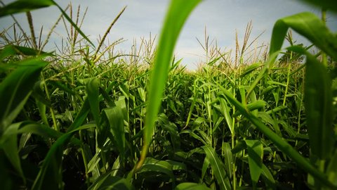 POV shot walking through a cornfield. Moving through corn stalks in farmers field. Steadycam amongst crops on hot summer day. Deep inside organic maize field.