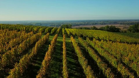 Aerial wiev Bordeaux vineyard, landscape vineyard south west of france