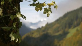 Short video clip of beautiful Autumn shots in Austria.