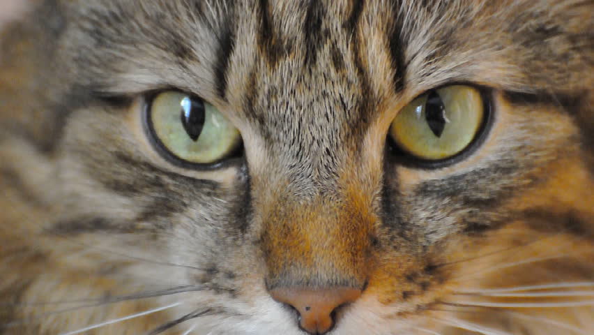 Cat's eye Close up