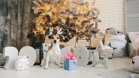 The New Year 2018 video footage. The dog opens a box with a gift near the festively decorated New Year tree. The atmosphere of a home holiday.