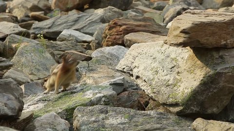 Ground squirrel jumping onto rock