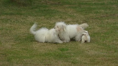 Coton de Tulear, playful pups & adults. Cotons love to play with other dogs.