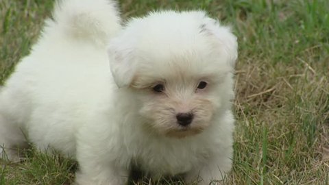 Coton de Tulear, playful puppy on lawn. The Coton has very soft white hair, comparable to a cotton ball.