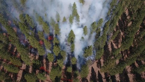 Red flames and lots of smoke are seen looking down at a forest fire from above. 