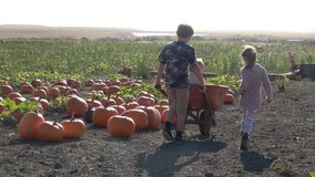 Boy pushing wheelbarrow at farm pumpkin field