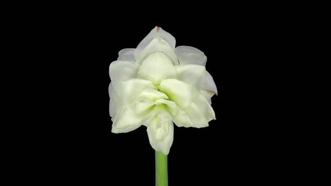 Rotating white amaryllis Christmas flower, ALPHA matte, endless loop 4 