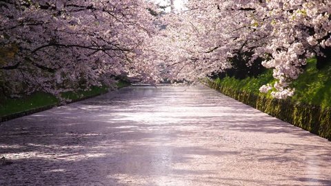 Pink Petals Carpet of cherry blossom and flurry of falling cherry blossoms at  Hirosaki Castle, Aomori, Japan - April, 2017