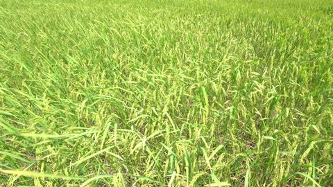 Agricultural footage : Ripe Rice and rice fields on windy -  green fields at daylight.
Grains of rice in the rice fields - Agricultural areas.