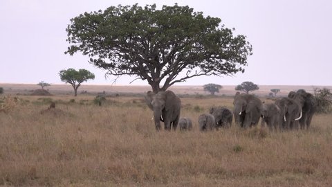 Elephant, African elephants, big herd with lovely babies in the rain, Tanzania, Africa