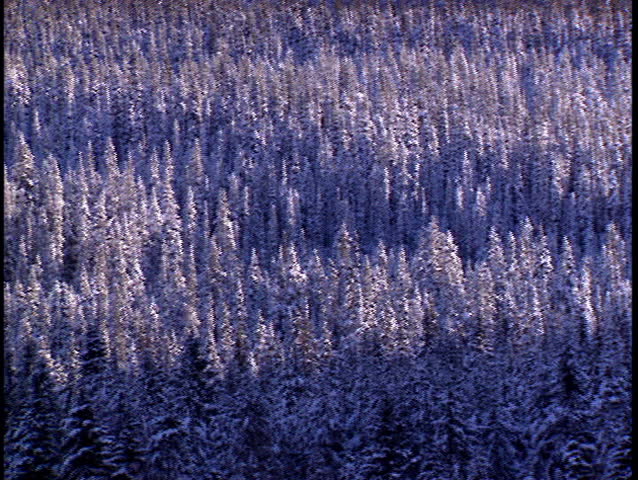 Pan of fresh snow fall on forest trees