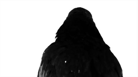 Black Raven. Macro.