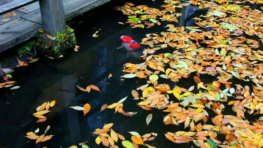Beautiful view of Japanese Koi Carp fish & colorful maple leaves in a lovely pond in a in Kyoto Japan. A vibrant image of Chinese Carp fish swimming merrily among fallen leaves